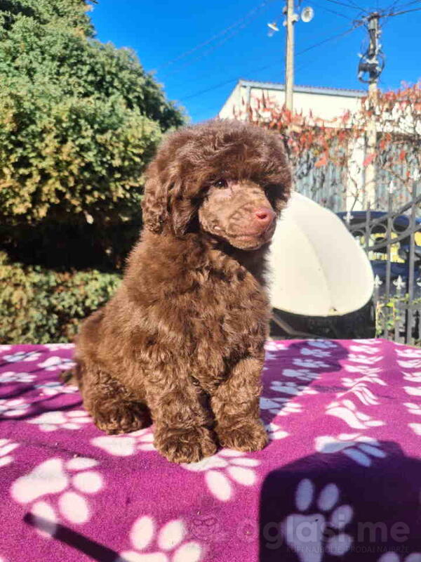 Cokoladna TOY PUDLA na prodaju  