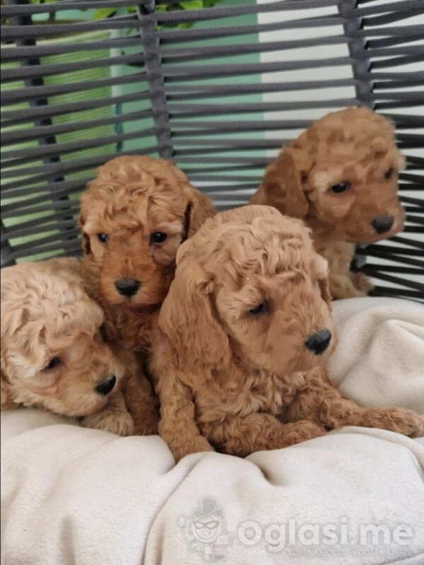 TOY PUDLICE spremne za preuzimanje. 