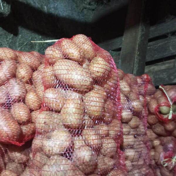 Prodajem domaći krompir, bijeli i crveni, bez vještačkog đubriva, sađen na selu