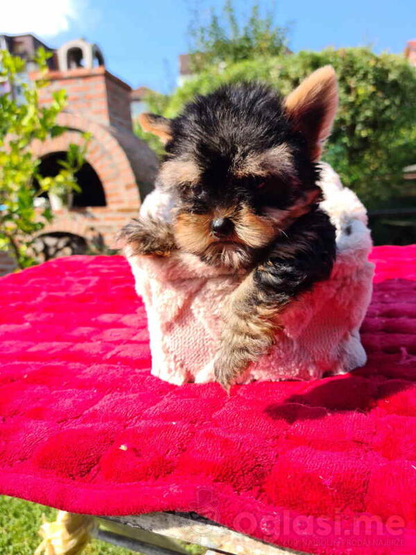 Mini JORKSIRSKI terijeri spremni za preuzimanje