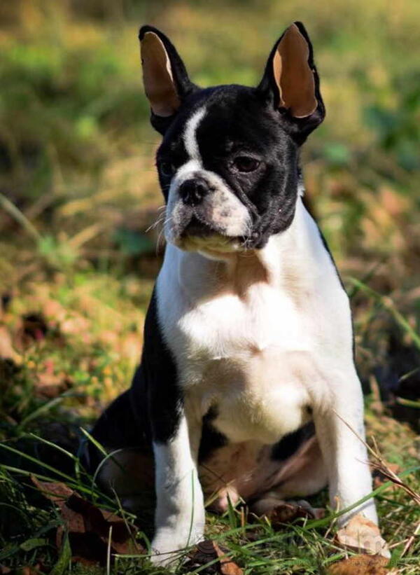 Tri dečaka BOSTON terijera traze novi dom