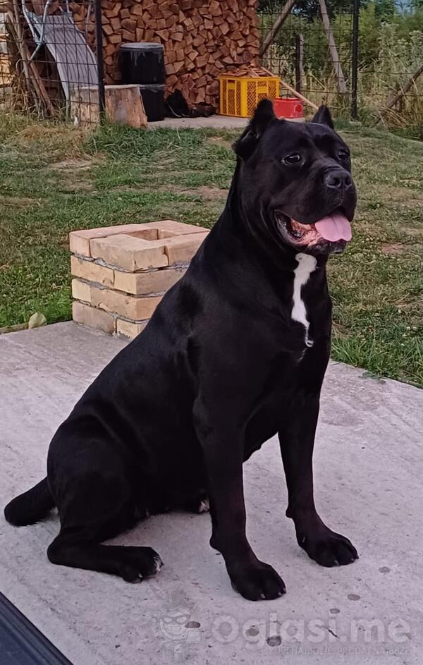 Na prodaju stenad Cane Corso informacije na 068854548