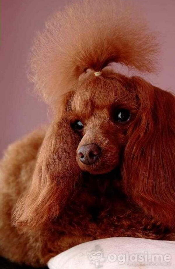  TOY PUDLA  crveni MUZIJAK  dostupan za parenje  