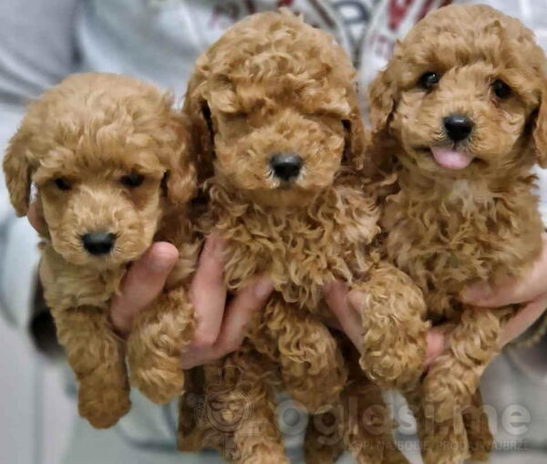 Preslatki stenci TOY PUDLE, spremni su za preuzimanje.