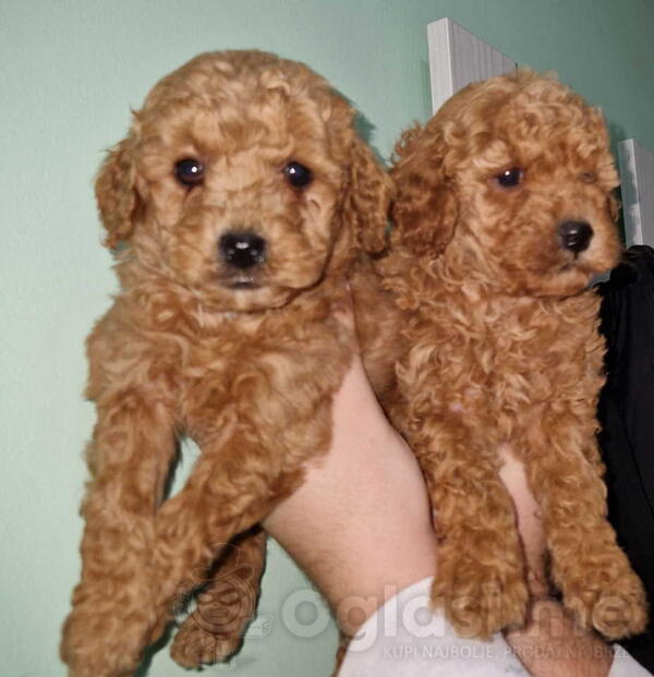 Bebice PUDLE aprikot i crvene toy  