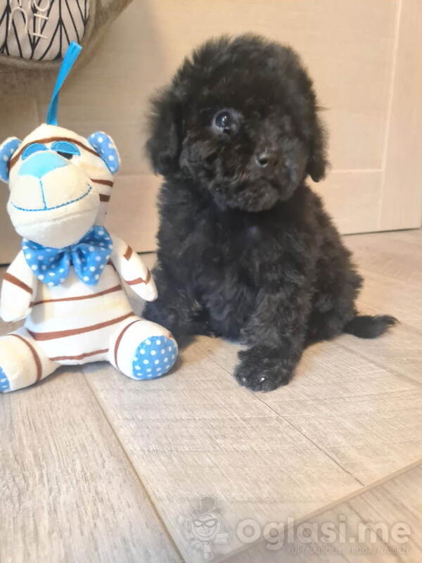 Crna TOY zenka spremna za preuzimanje