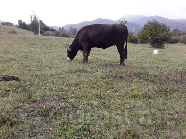 Prodajem Prvoklasnu Junicu