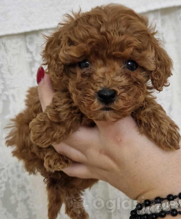 Pudle TOY crvene i aprikot spremne za preuzimanje.