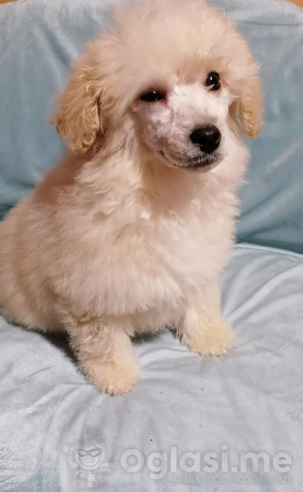  devojcica patuljaste pudle trazi novog vlasnika 