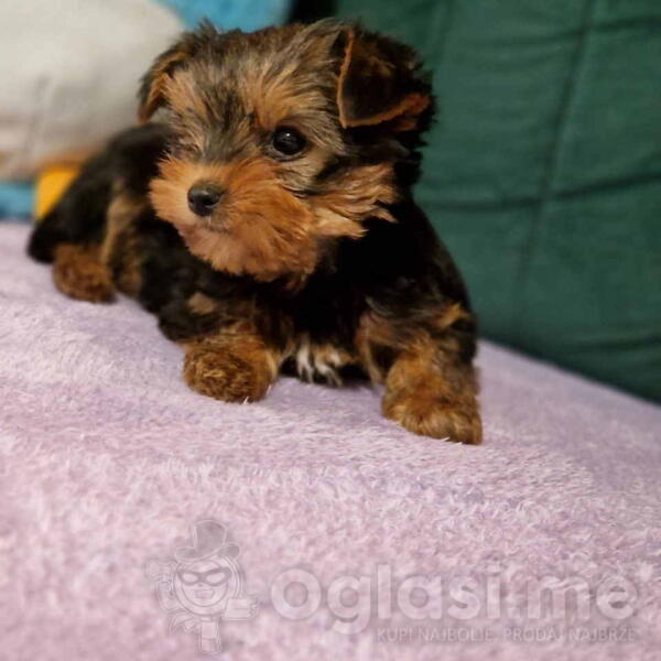 Malene bebice jorksirskog terijera  