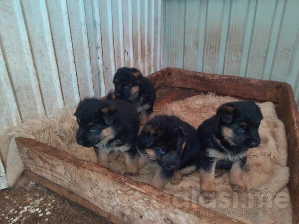 Prodajem ženku i štence Njemačkog ovčara