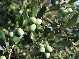 PREUZIMAM MASLINJAKE UZ PODJELU PRIHODA, NA DUŽI VREMENSKI PERIOD