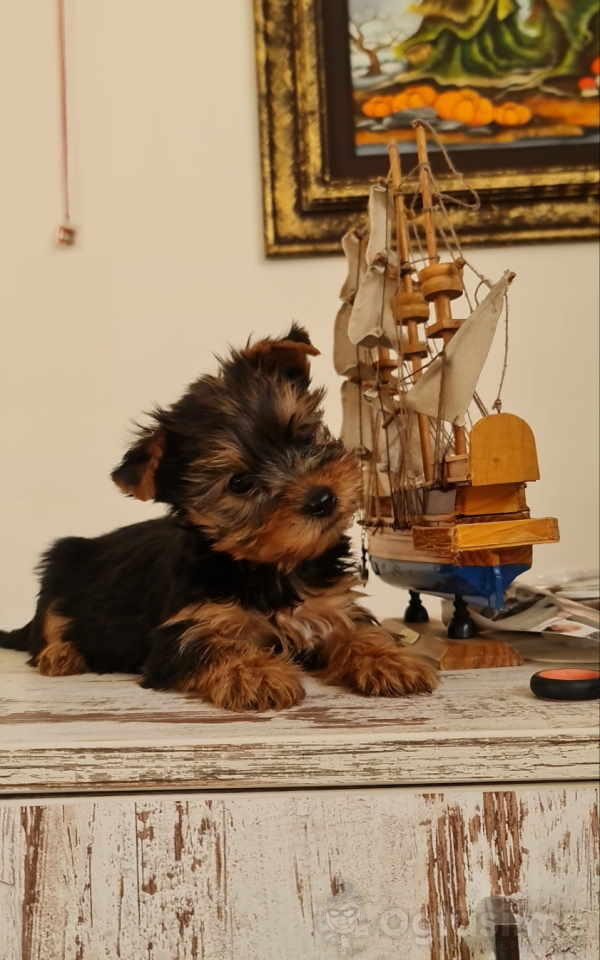 Mini Jorki, Jorkirški terijer mini, jorkyci, jorkici  