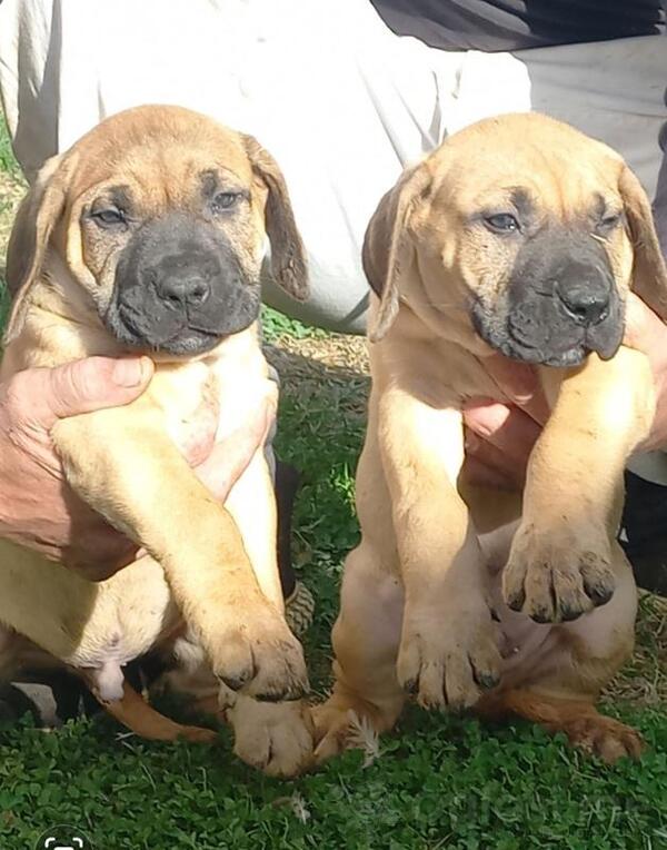 Presa Canario prelepi štenci