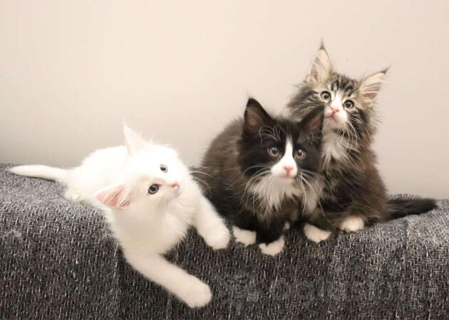 NORVEŠKI ŠUMSKI mačići vrhunskog porekla