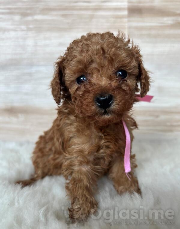 Toy best sale poodle cijena