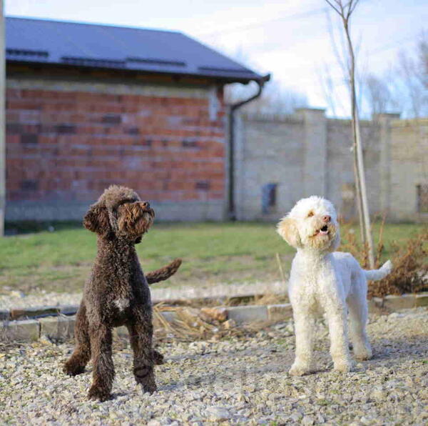 Prodajem dve zenke LAGOTTO ROMAGNOLO
