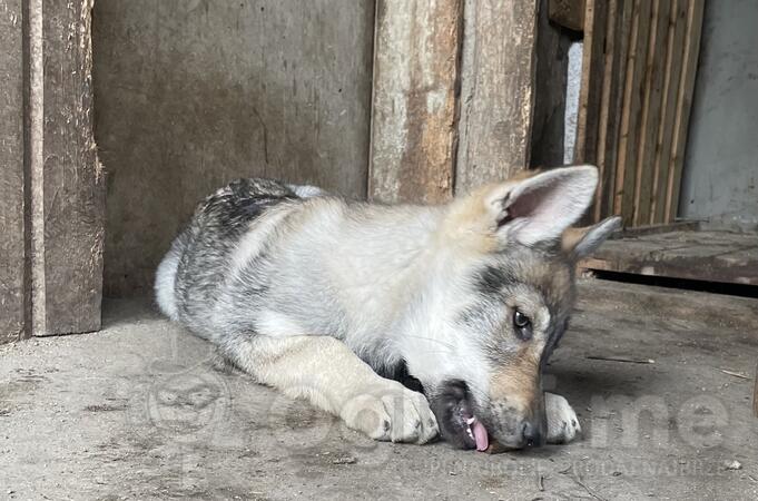 Čehoslovački vučiji pas - štenci na prodaju