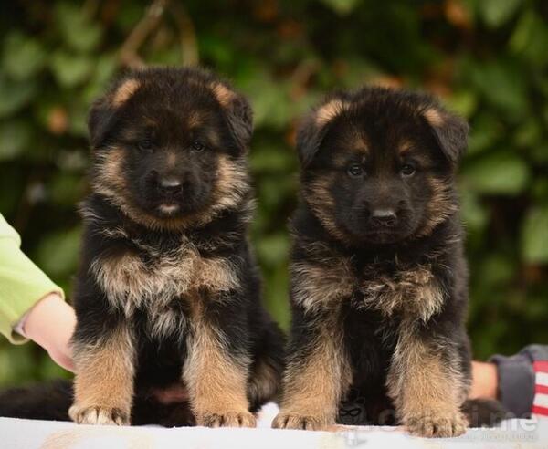 Nemački ovčar na prodaju - štenci