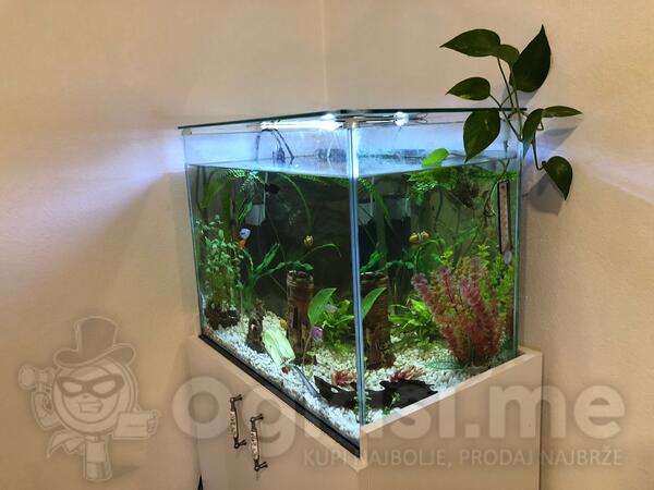 Akvarijum sa komodom