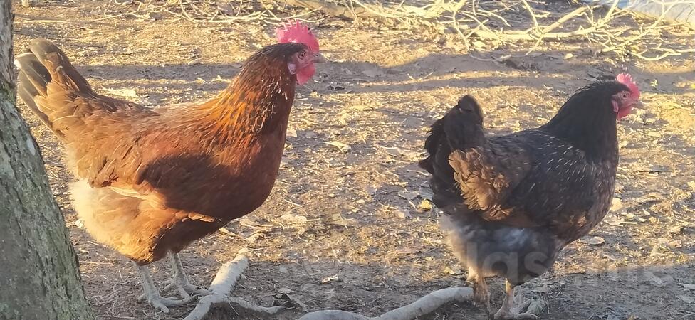 Prodajem domaće pilice 