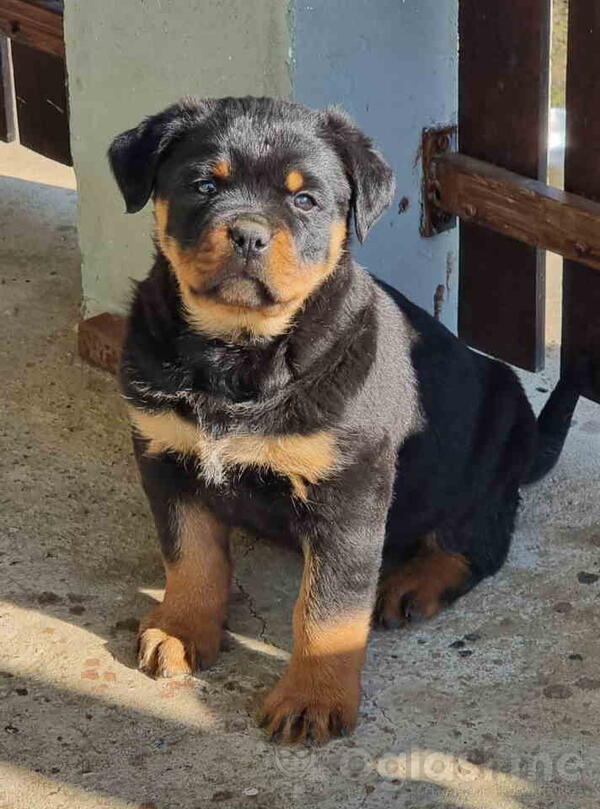 Rotvajler zenkice na prodaju