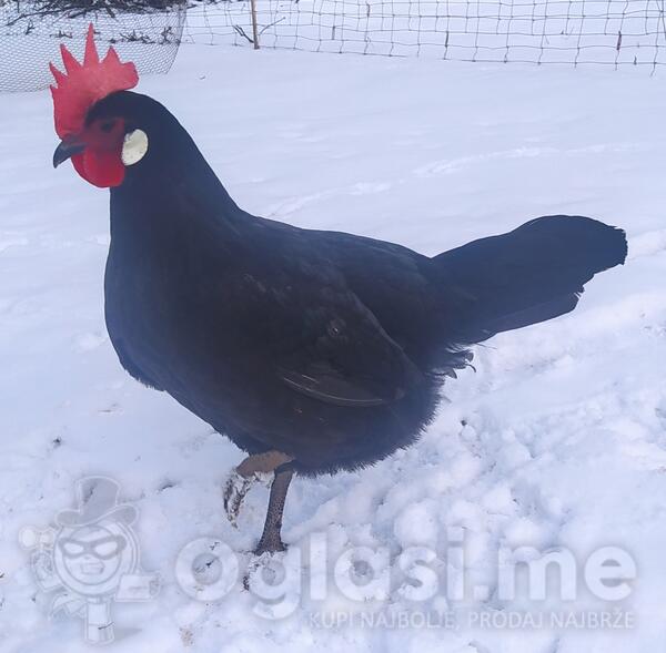 Prodajem kokoške i pijetla 