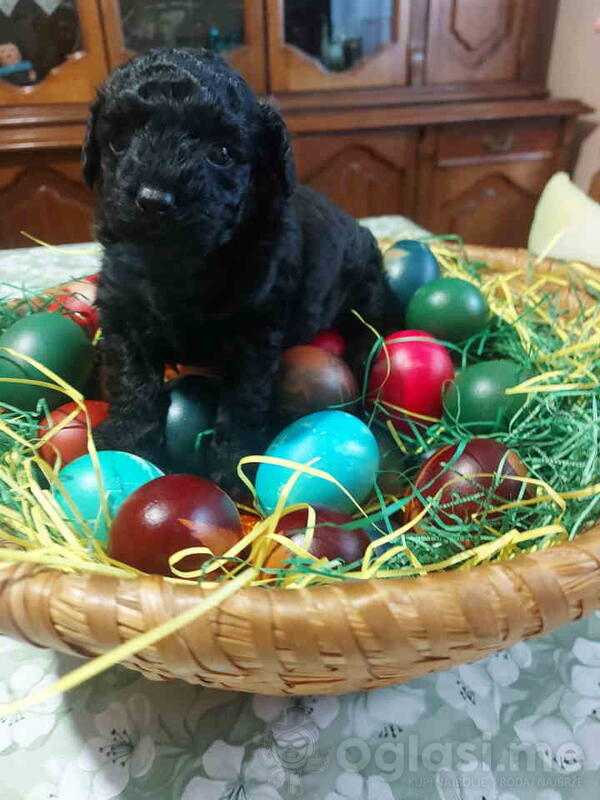 Na prodaju crna ženka patuljaste pudle