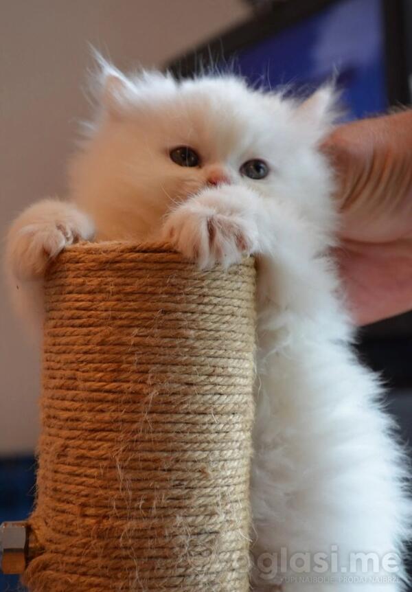 Prodajem persijske macice