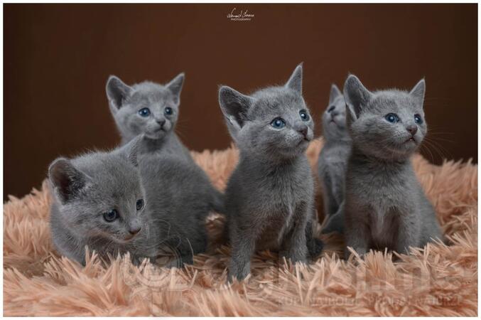 Čistokrvne ruske plave mace