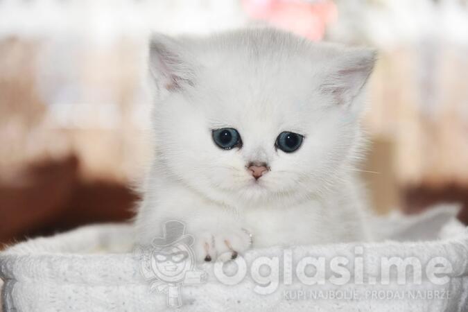 Britanska mačka (mačići) - British shorthair 