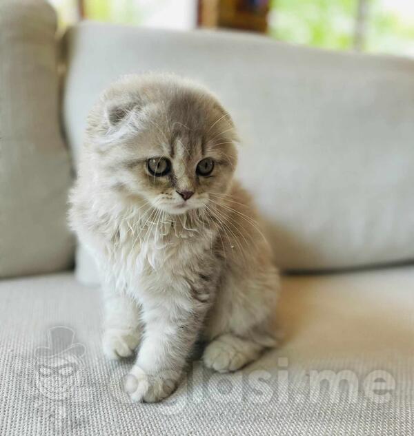 Izuzetna škotski fold devojčica