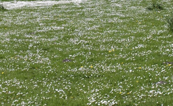 Poljoprivredno zemljište 2000m2 - Podgorica - Botun