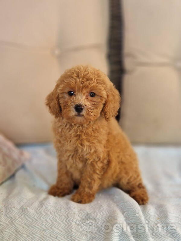 TOY  PUDLE  spremne za preuzimanje 