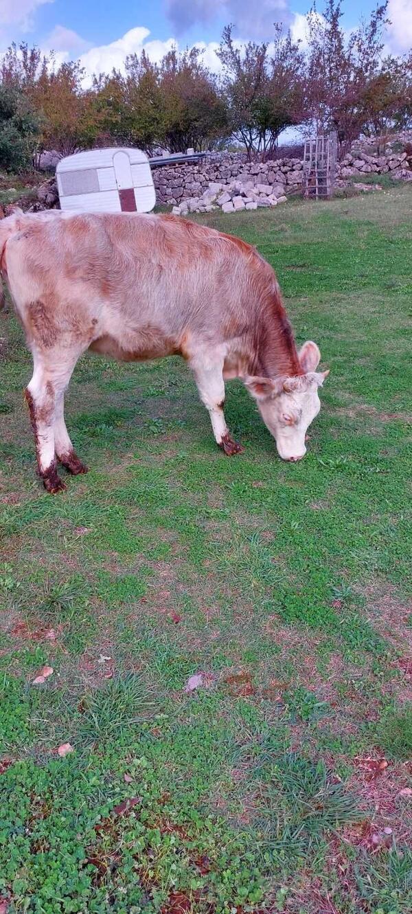 Junice stare oko 8 mjeseci