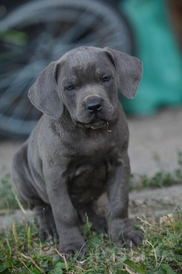 Cane Corso Kane Korso