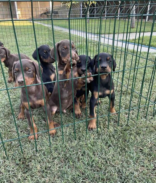 Doberman TOP KVALITET