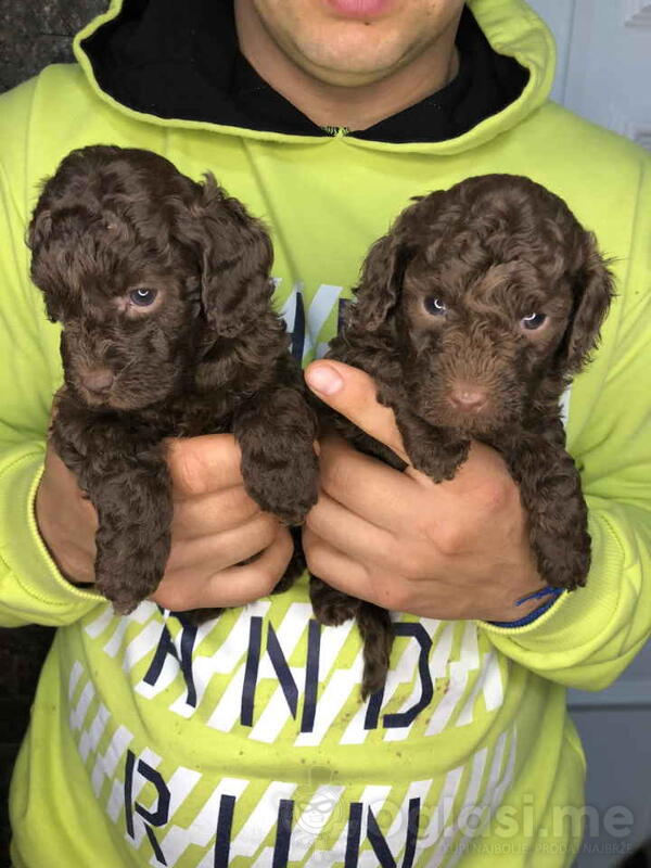 U toku rezervacija braon-čoko PUDLE  