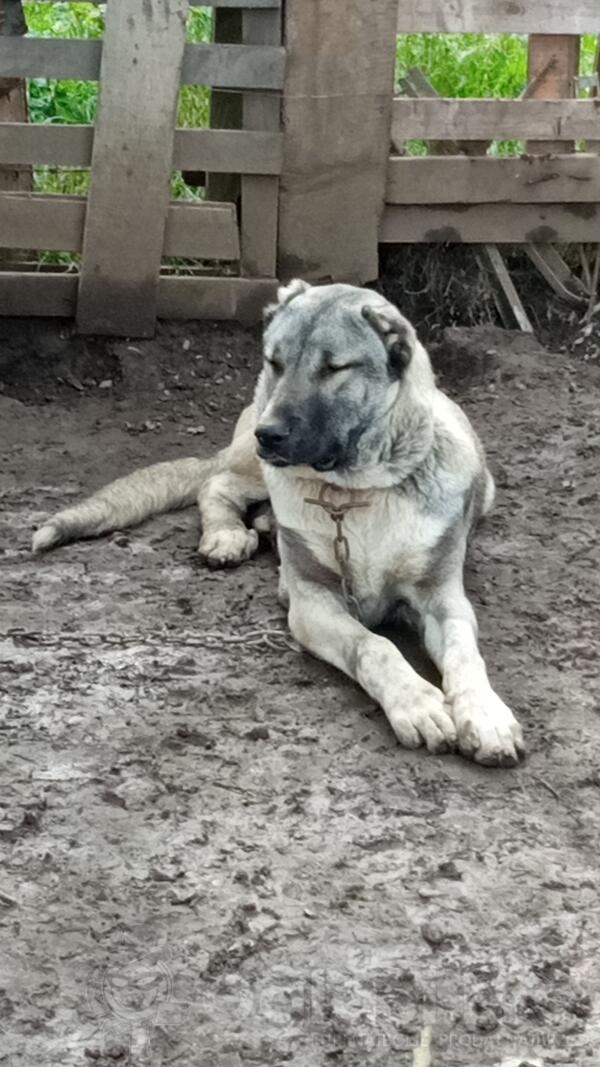 Kangal