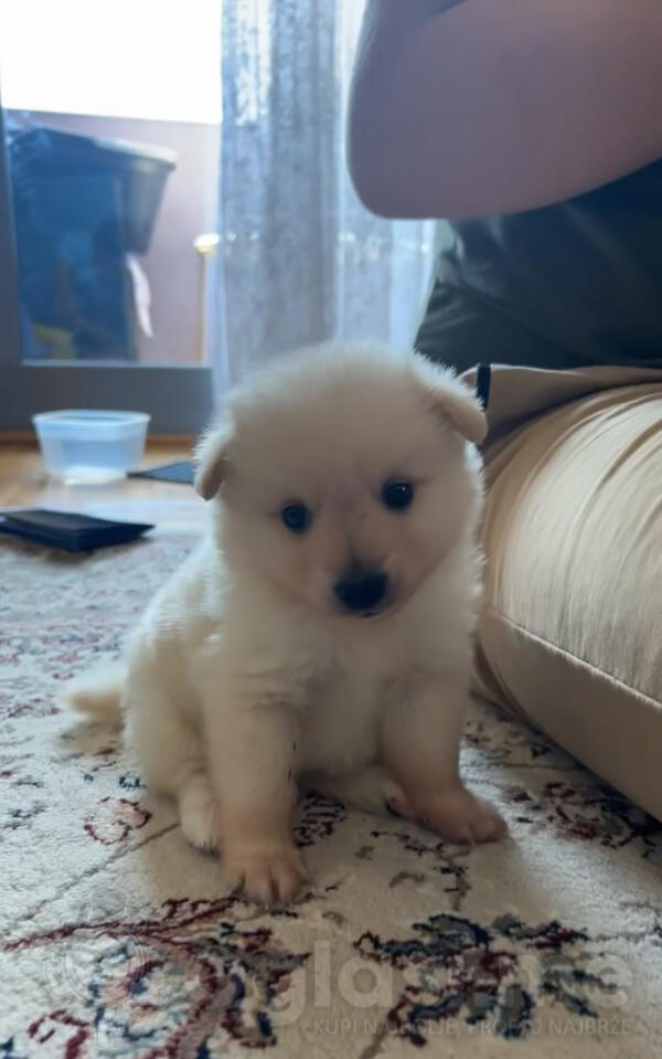 Prodajem Pomeranac Boo