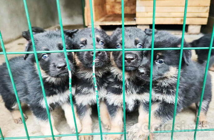 Prodajem vrhunsku štenad  Nemačkog ovčara šampionskog porekla 