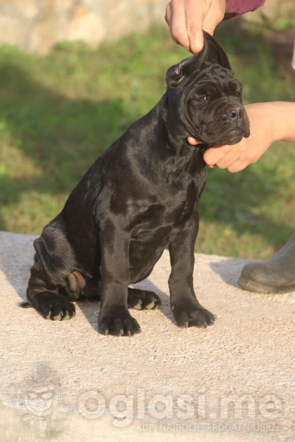 Cane Corso