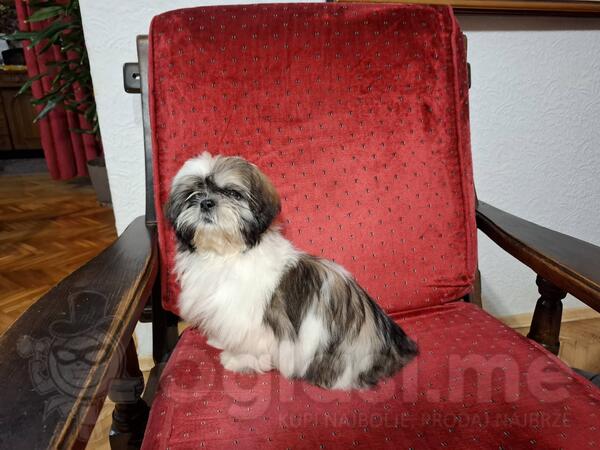 Čiskorvni Ši Cu (Shih Tzu) štenci šampionskog porekla