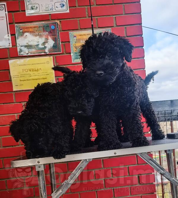 Kerry Blue Terrier