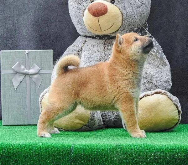 Shiba inu štenci 