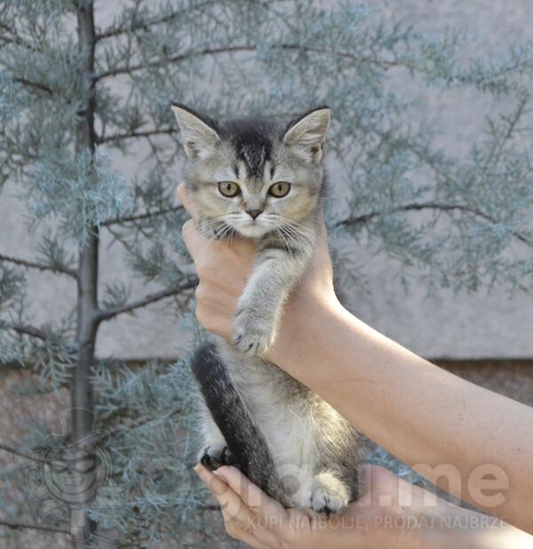 Britanska kratkodlaka maca - iz registrovane odgajivačnice