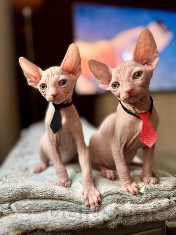 Sphynx macici