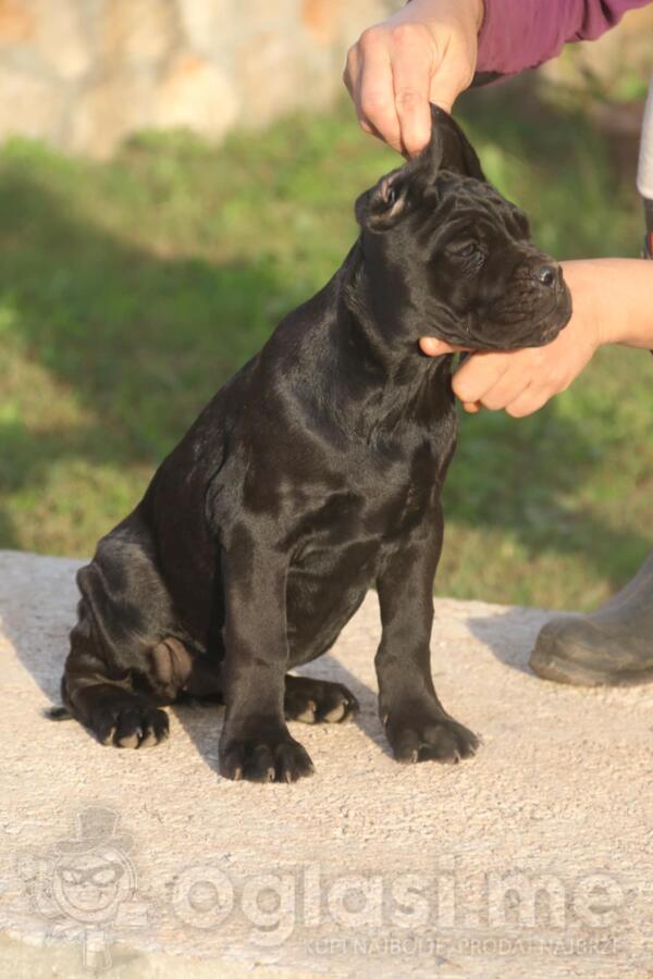 Cane Corso