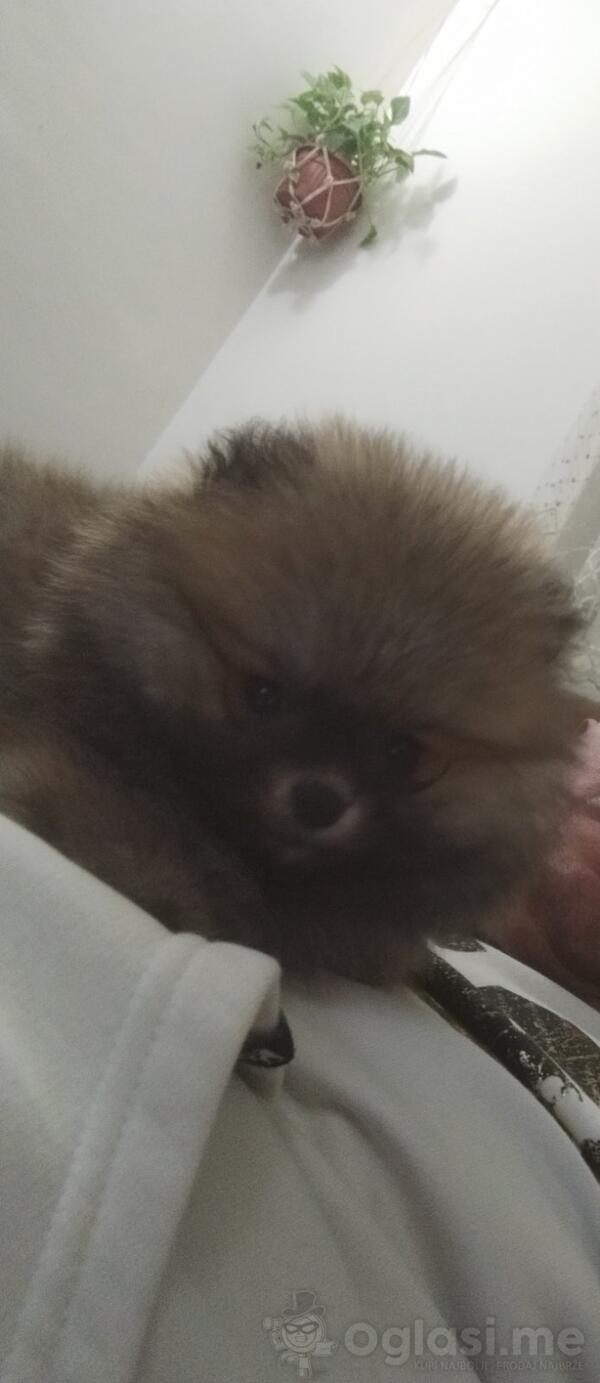 Pomeranac 