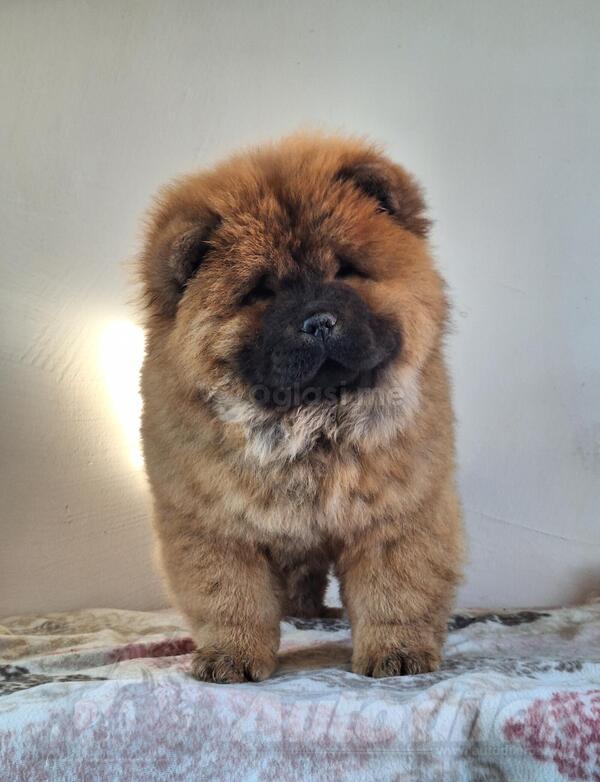 Cau cau chow chow